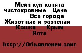 Мейн-кун котята чистокровные › Цена ­ 25 000 - Все города Животные и растения » Кошки   . Крым,Ялта